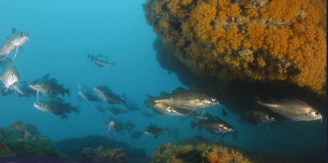  Fauna y flora acuática 